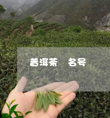 普洱茶 名号/2023042817520